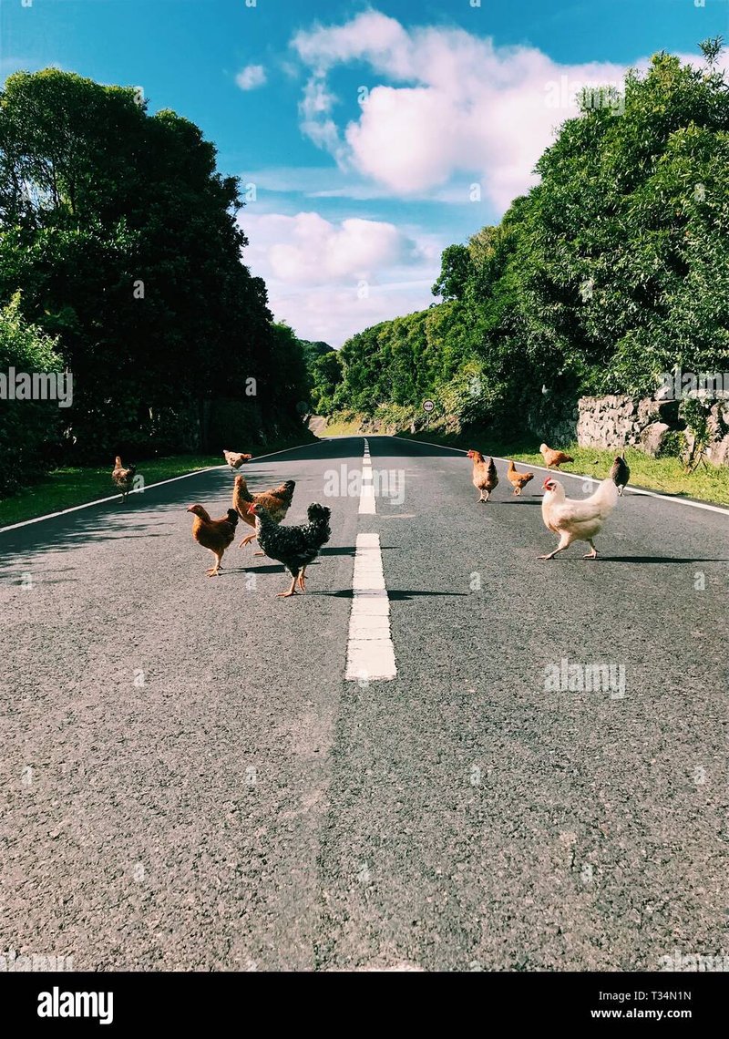Descubre las emocionantes reglas y opciones del Juego Chicken Road en España, chicken road casino